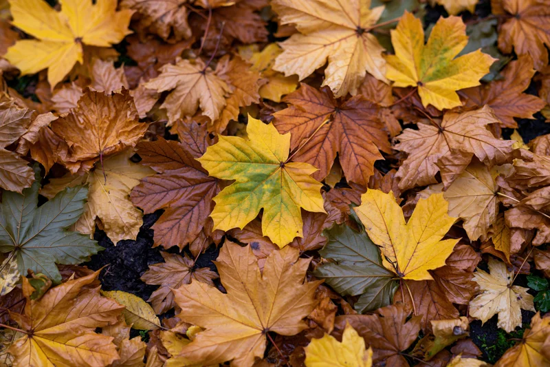Fallen maple leaves in autumn colors covering the ground in a dense flat lay