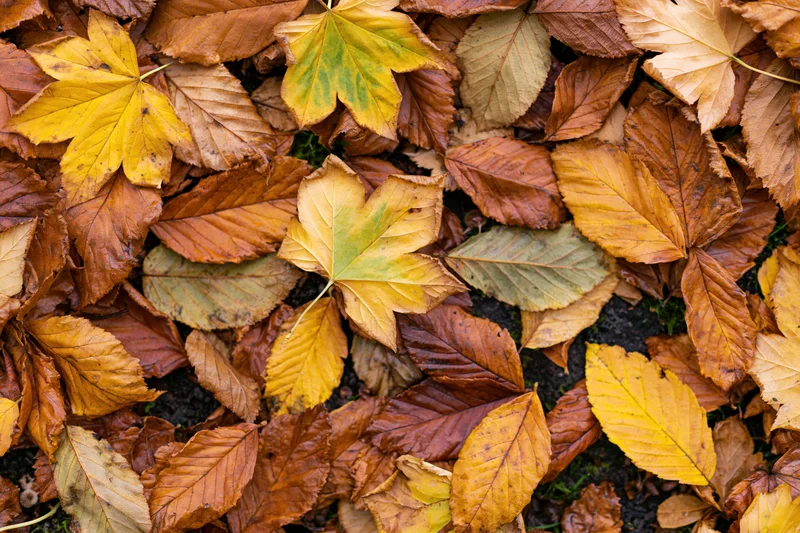Fallen autumn leaves covering the ground in a dense flat layer