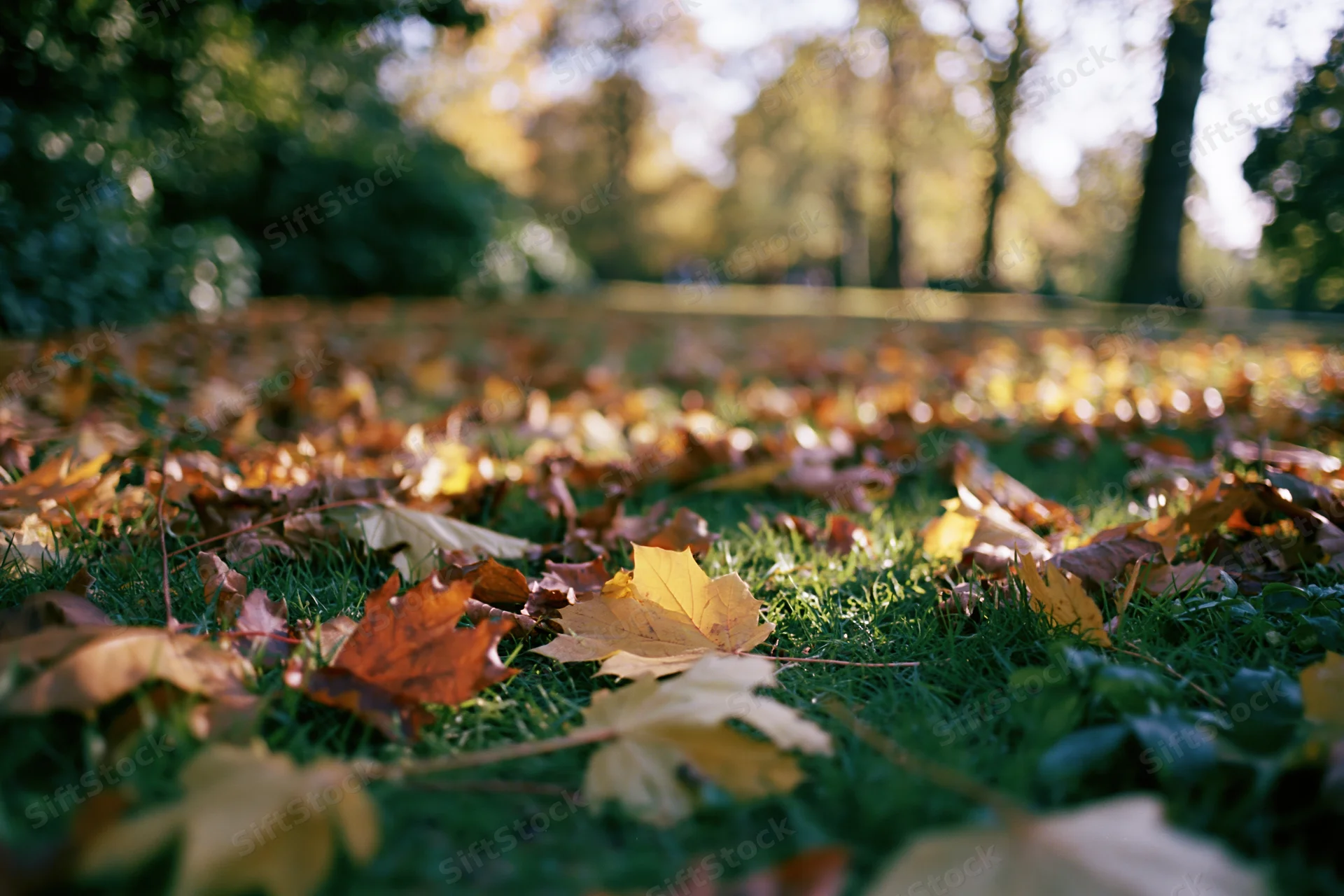 Fallen autumn leaves scattered across green grass in a park