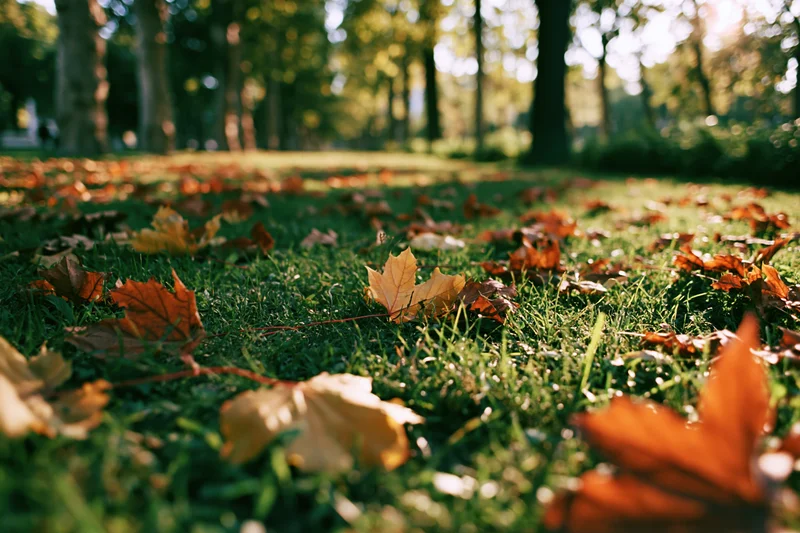 Fallen autumn leaves scattered across green grass in a park