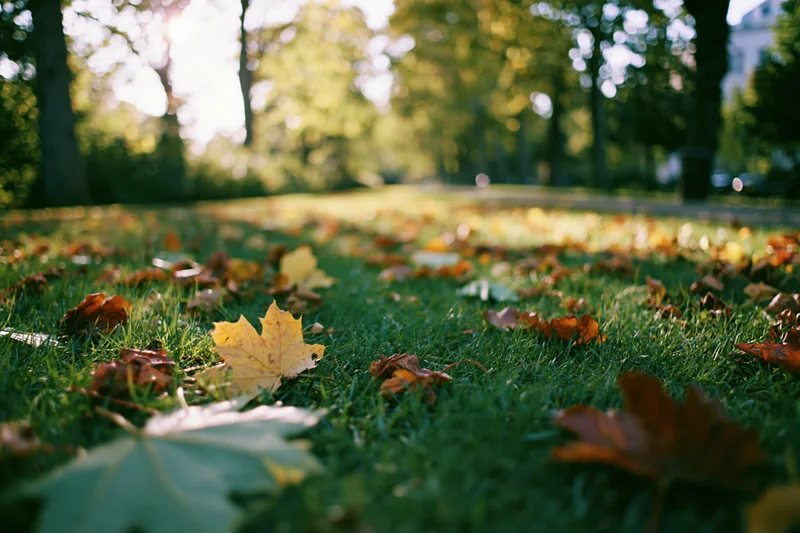 Fallen autumn leaves scattered across green grass in a park
