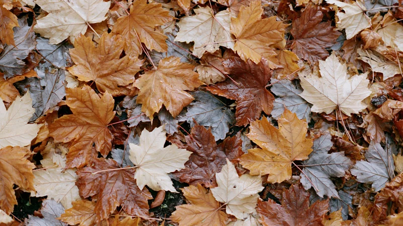 Fallen maple leaves densely covering the ground in autumn