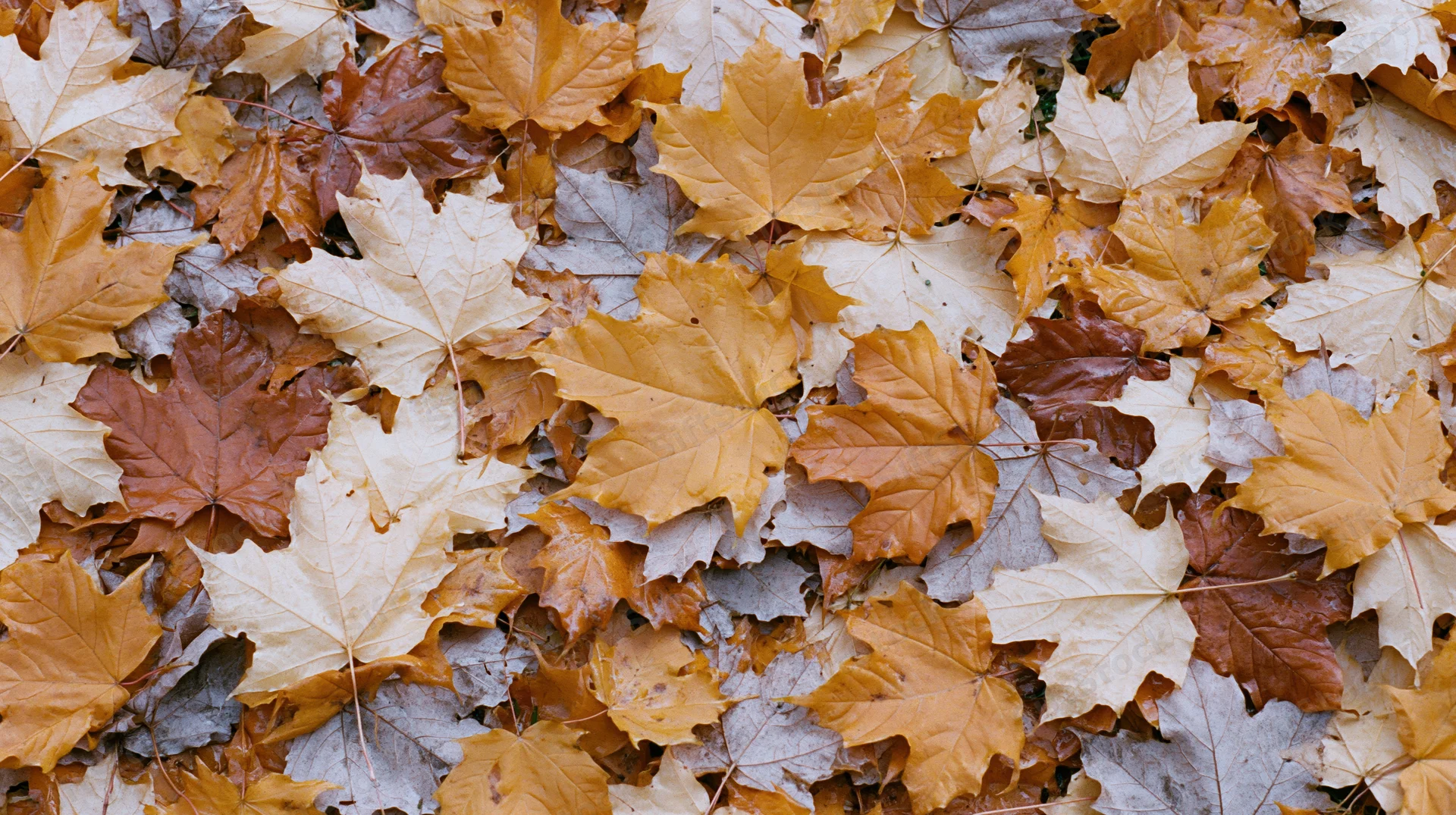 Fallen maple leaves covering the ground in a dense layer during autumn