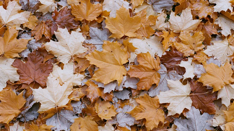 Fallen maple leaves covering the ground in a dense layer during autumn