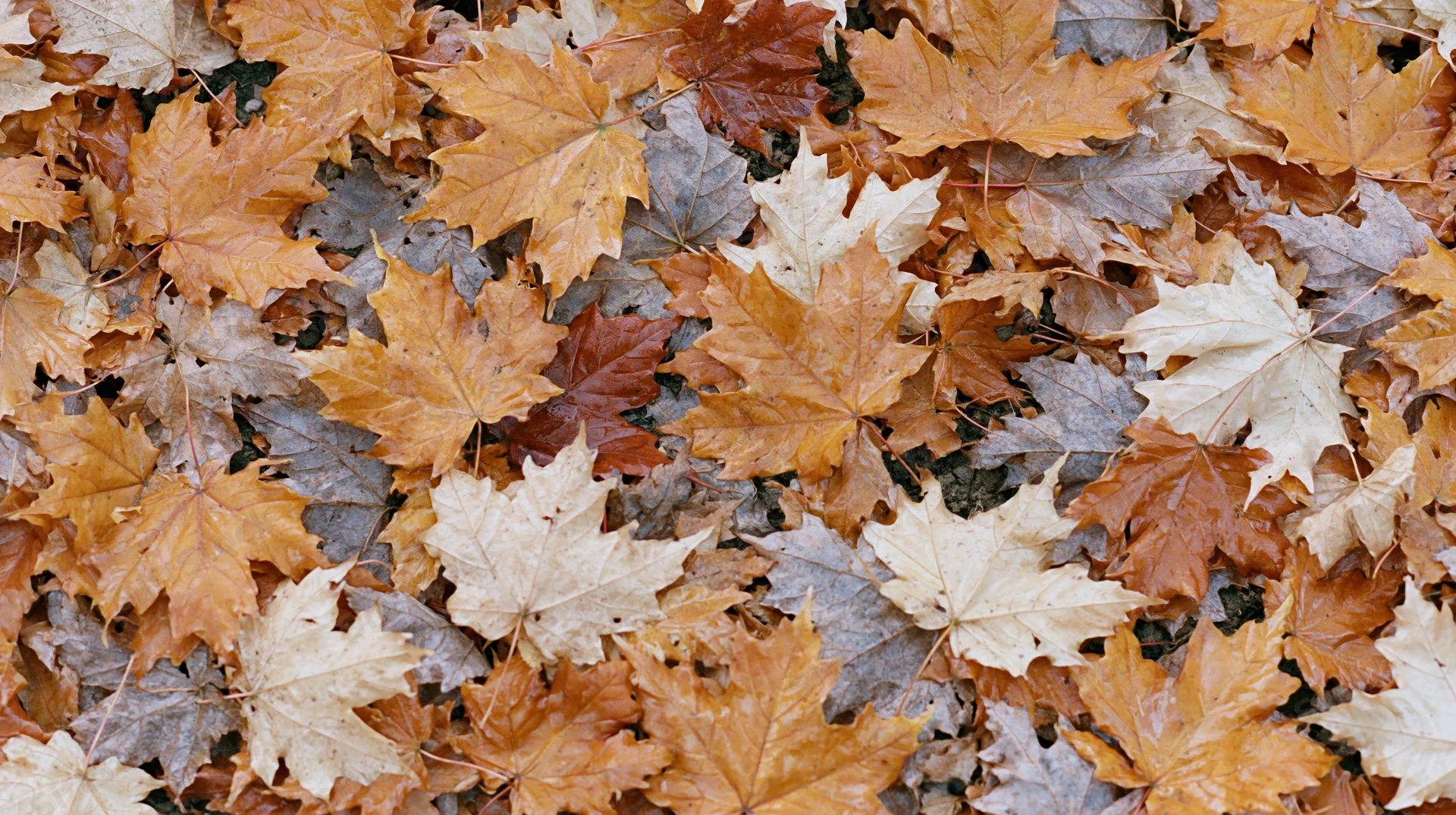 Fallen maple leaves covering the ground in a dense layer during autumn