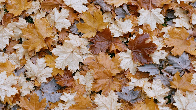 Fallen maple leaves covering the ground in a dense layer