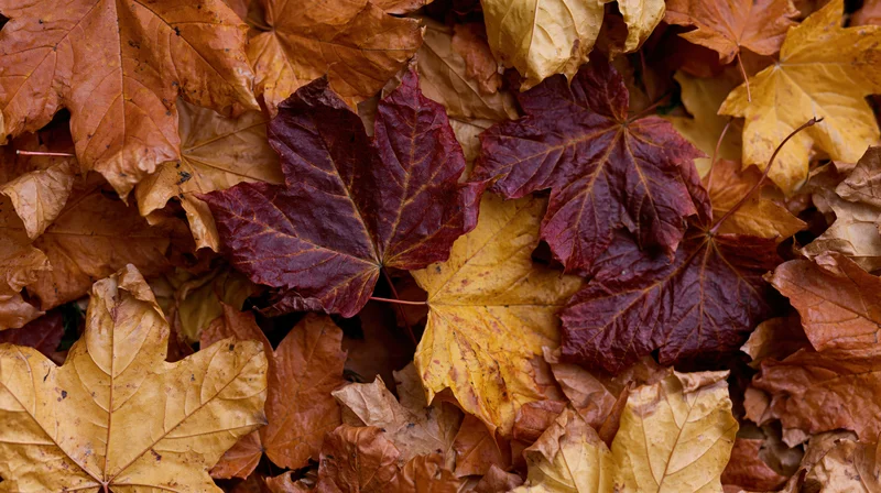 Fallen maple leaves densely covering the ground in autumn
