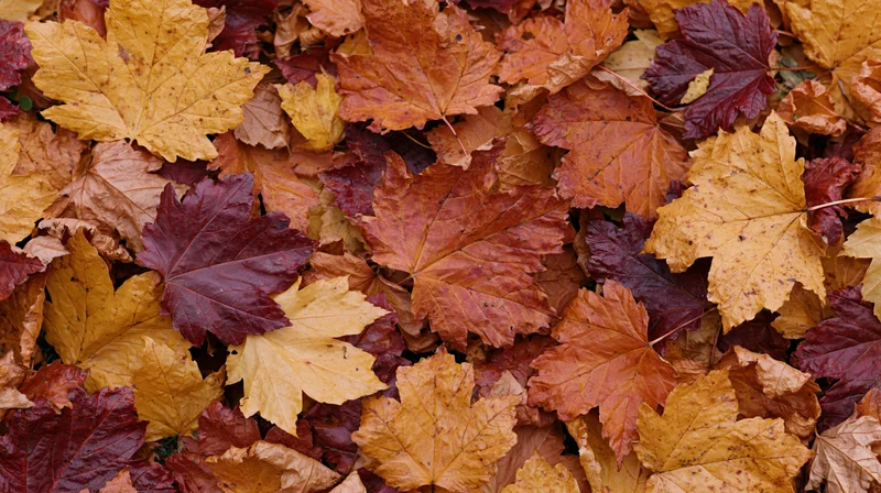 Fallen maple leaves densely covering the ground in autumn colors