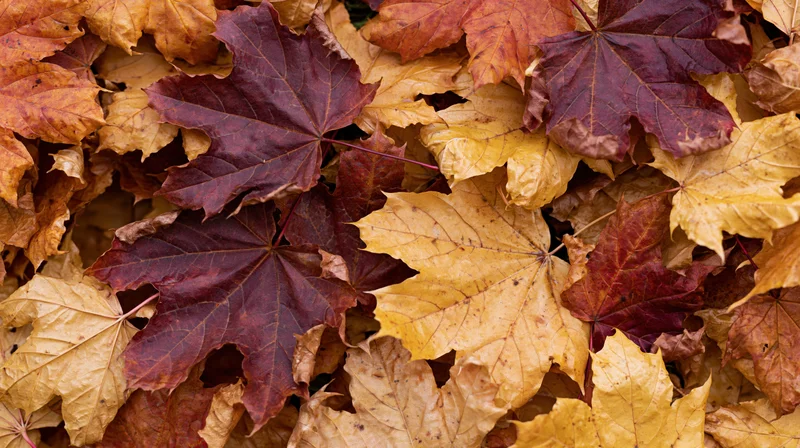Fallen maple leaves densely covering the ground in autumn