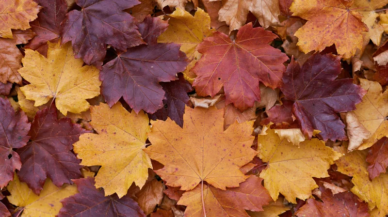 Fallen maple leaves densely covering the ground in autumn colors