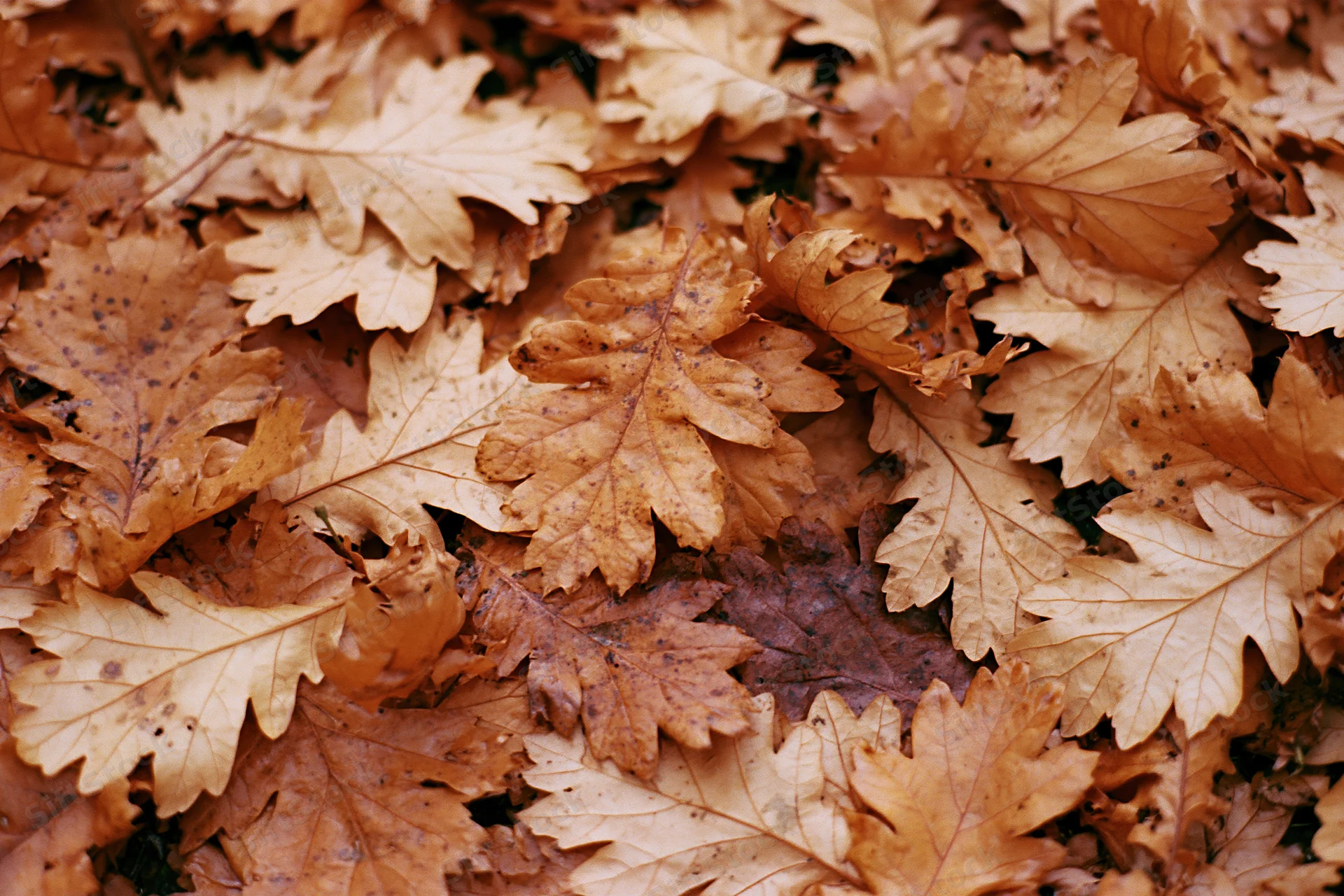 Fallen dry oak leaves covering the ground in a dense layer