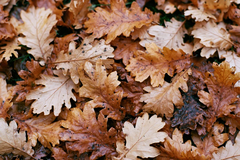Fallen dry oak leaves covering the ground in a dense layer