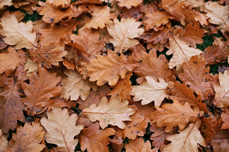 Fallen dry oak leaves covering the ground in a dense layer