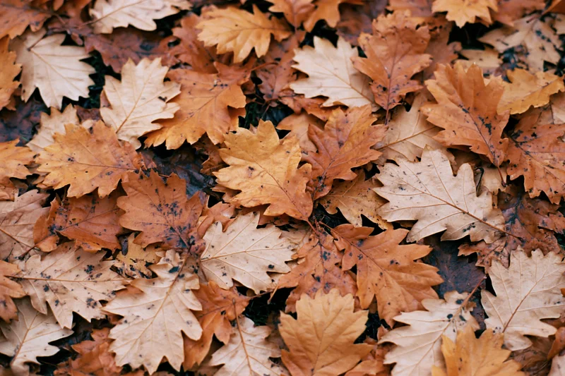Fallen dry oak leaves covering the ground in a dense layer
