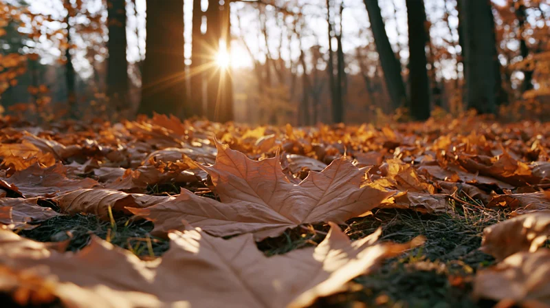 Fallen maple leaves covering forest floor in autumn with sunlight filtering through trees