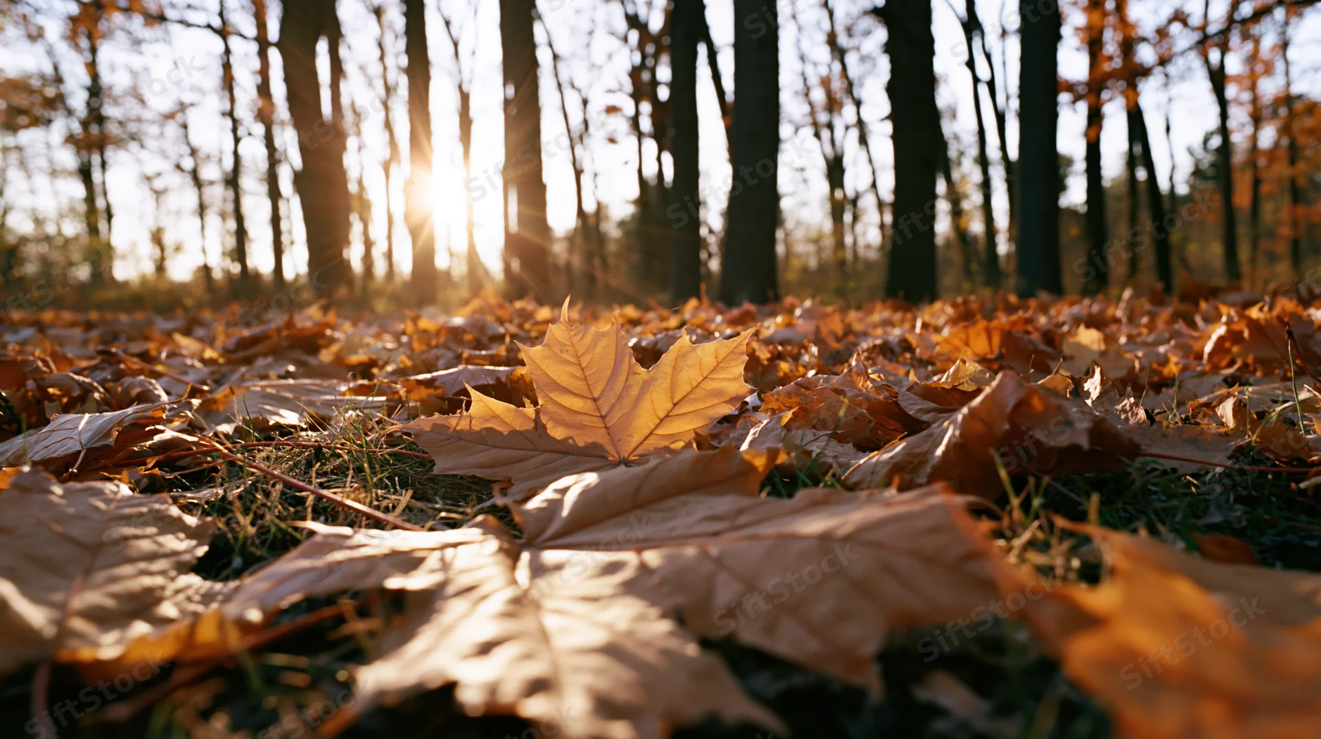 Fallen maple leaves covering forest floor in autumn sunlight