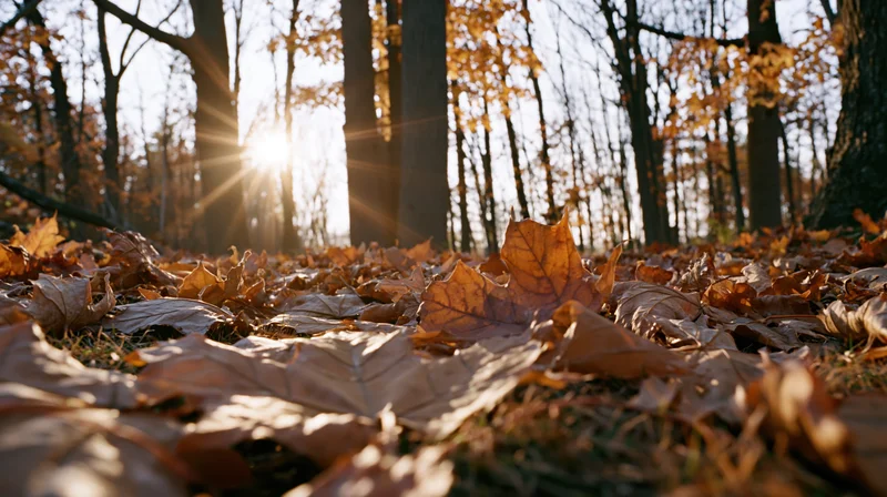 Fallen maple leaves covering forest floor with sunlight streaming through trees in autumn