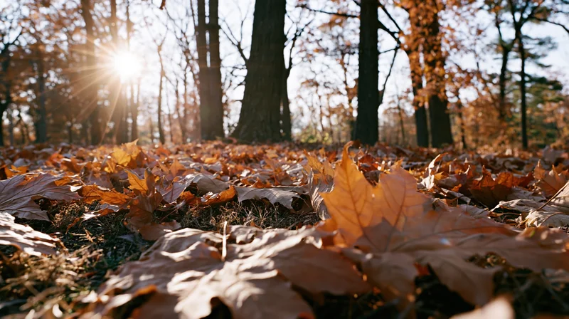 Fallen maple leaves covering forest floor in autumn sunlight