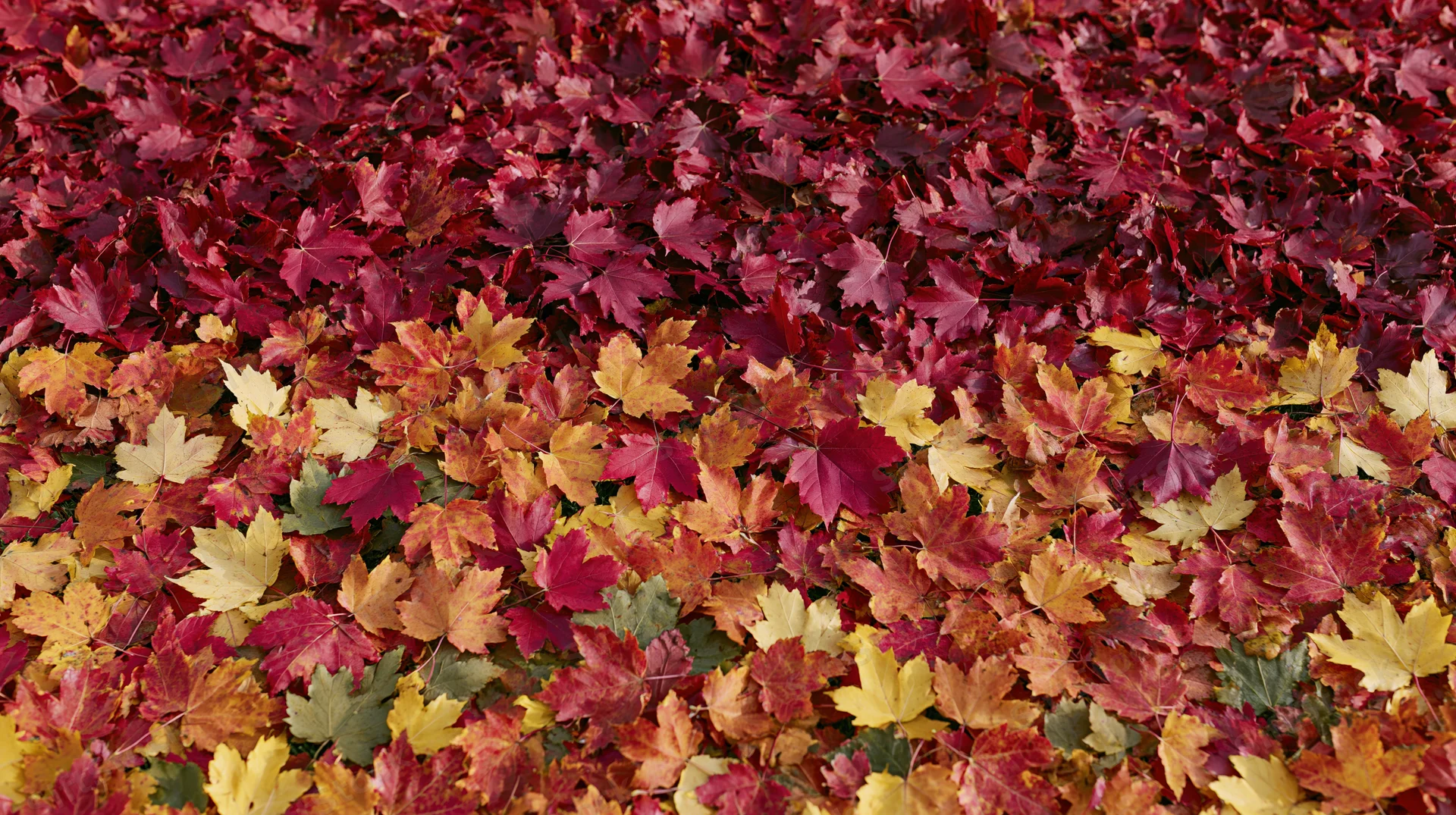 Fallen maple leaves covering the ground in autumn colors