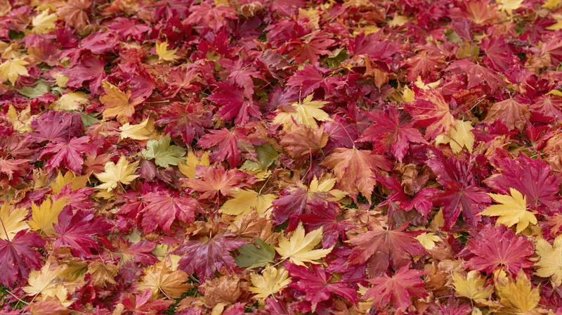 Fallen maple leaves covering the ground in a dense colorful carpet