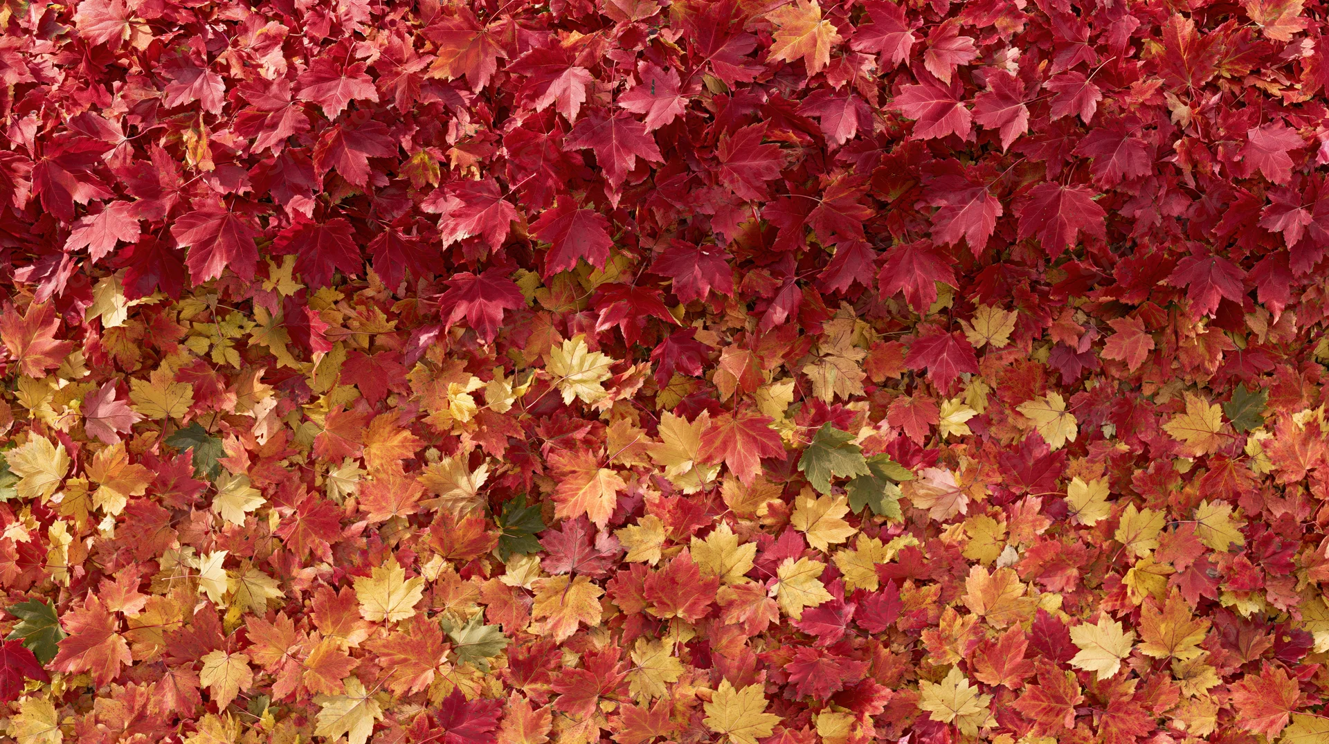 Fallen maple leaves covering the ground in a dense autumn carpet