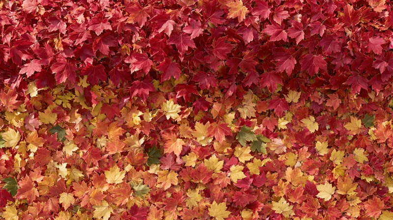 Fallen maple leaves covering the ground in a dense autumn carpet