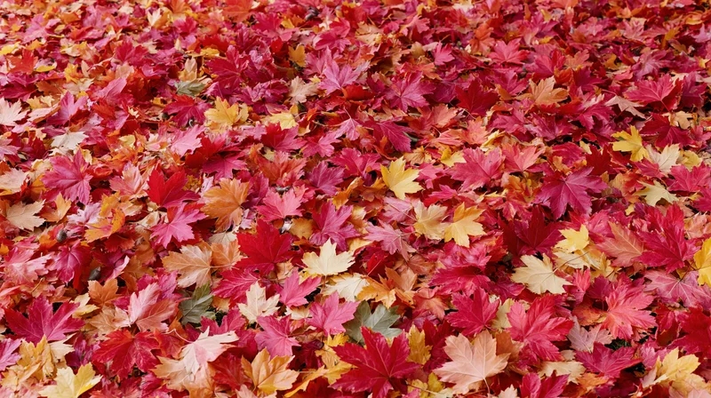Fallen maple leaves covering the ground in a dense colorful carpet