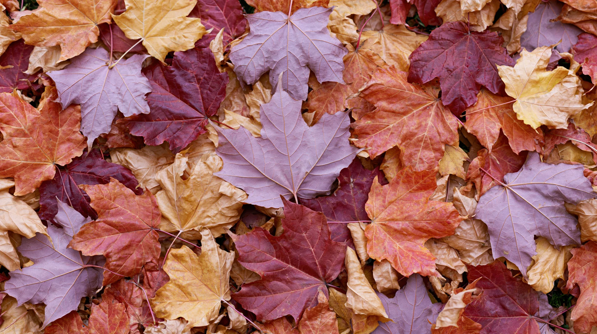 Fallen maple leaves densely covering the ground in a flat lay arrangement