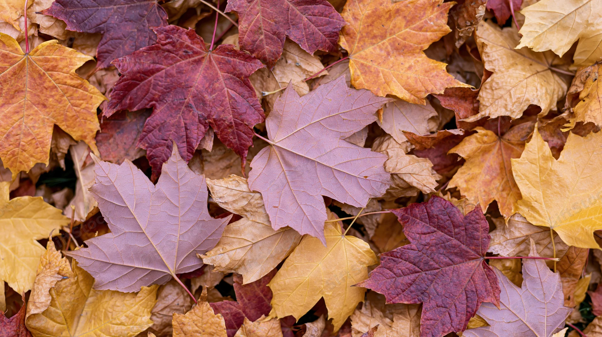Fallen maple leaves covering the ground in a dense flat lay arrangement