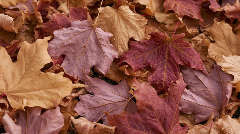 Fallen maple leaves scattered densely on the ground in autumn