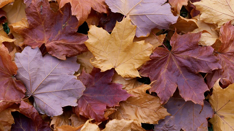 Fallen maple leaves densely covering the ground in autumn