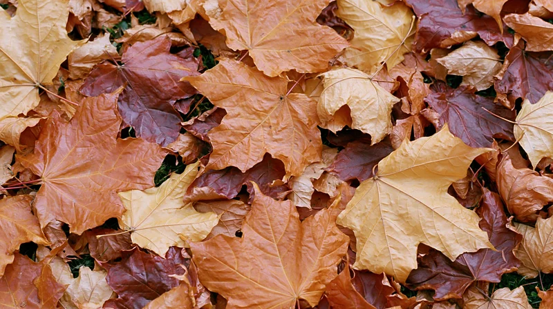 Fallen maple leaves forming a dense flat layer on the ground