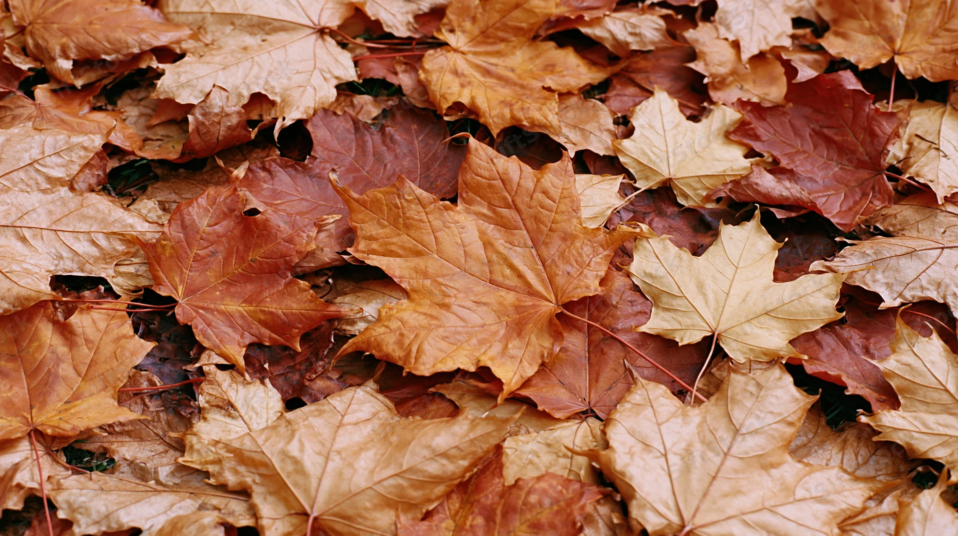 Fallen maple leaves forming a dense layer on the ground