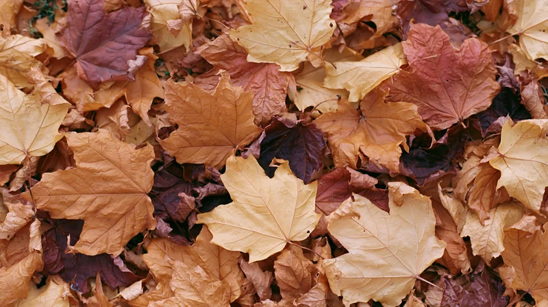 Fallen maple leaves covering the ground in a dense flat layer