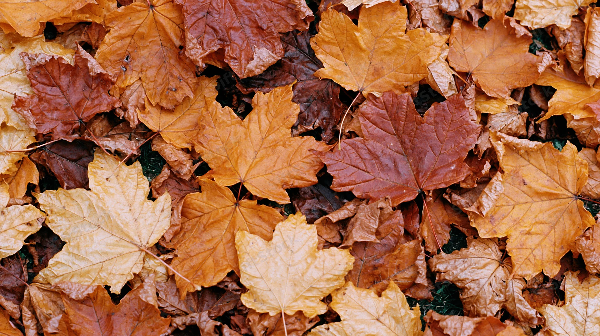 Fallen maple leaves covering the ground in a dense flat layer