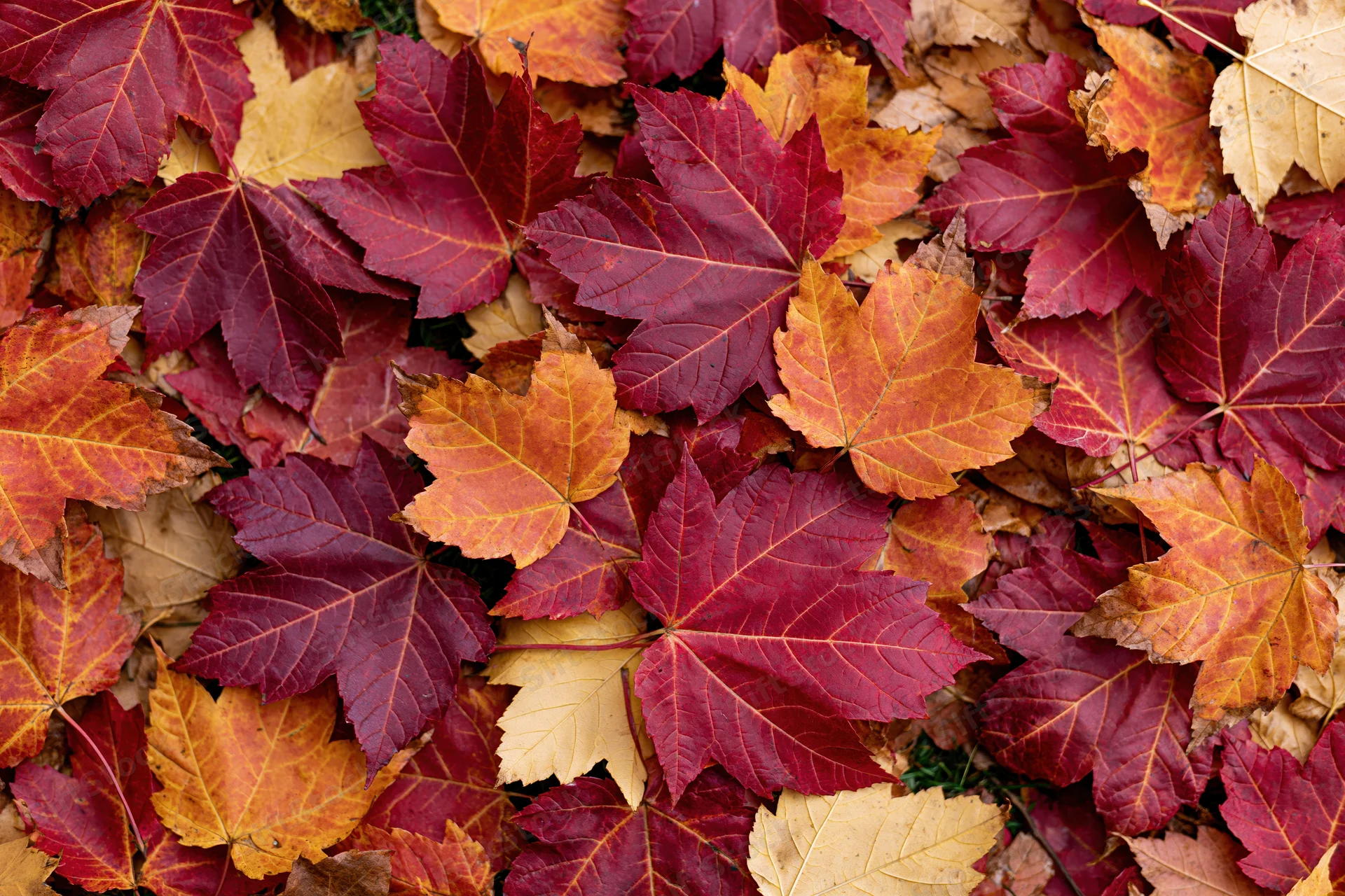 Dense layer of fallen maple leaves covering the ground in autumn