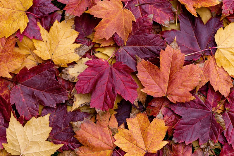 Dense layer of fallen maple leaves covering the ground in autumn