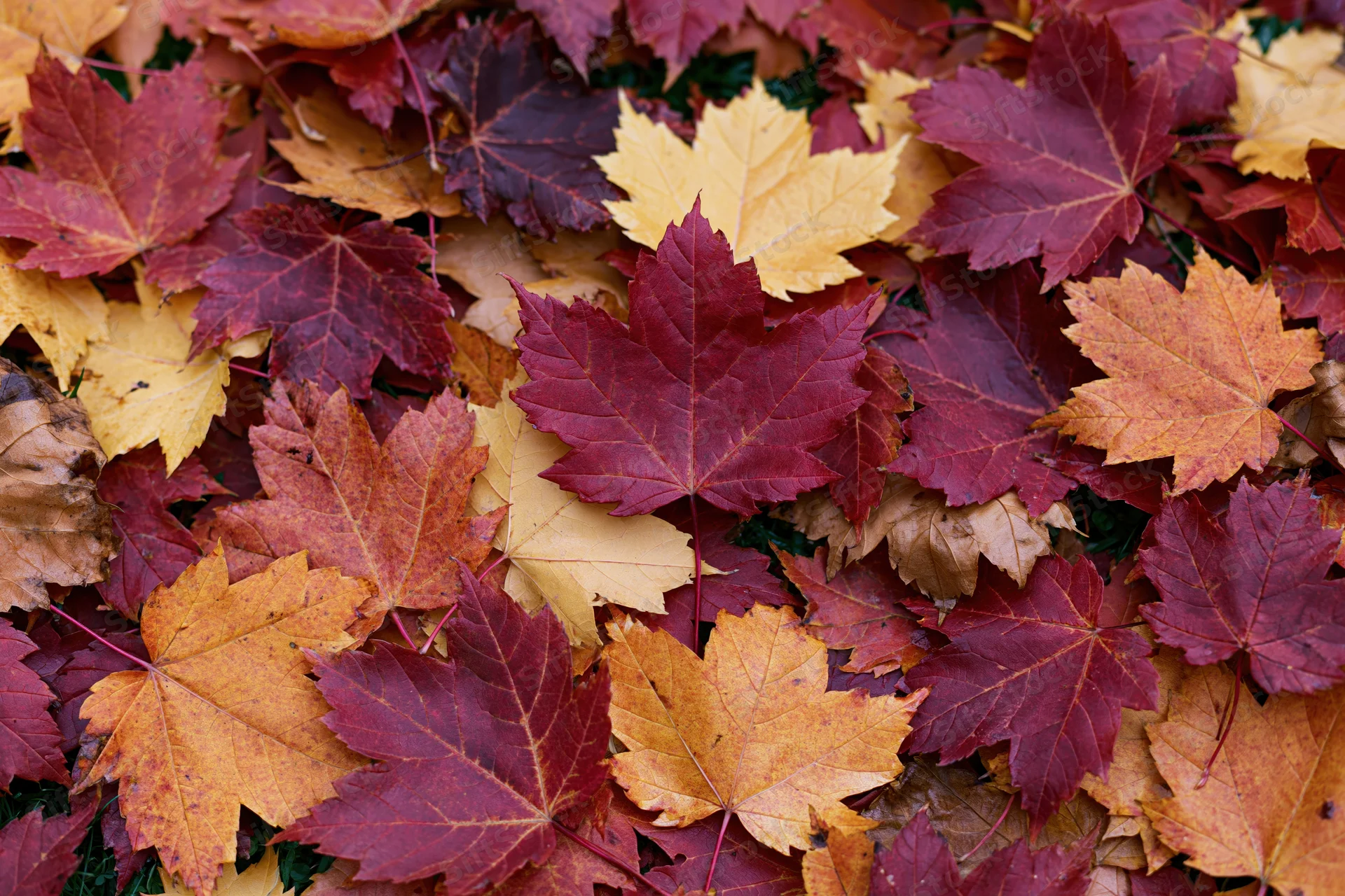 Fallen maple leaves forming a dense colorful layer on the ground