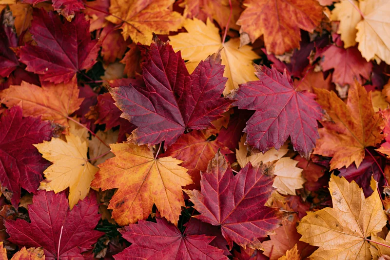 Fallen maple leaves forming a dense colorful layer on the ground