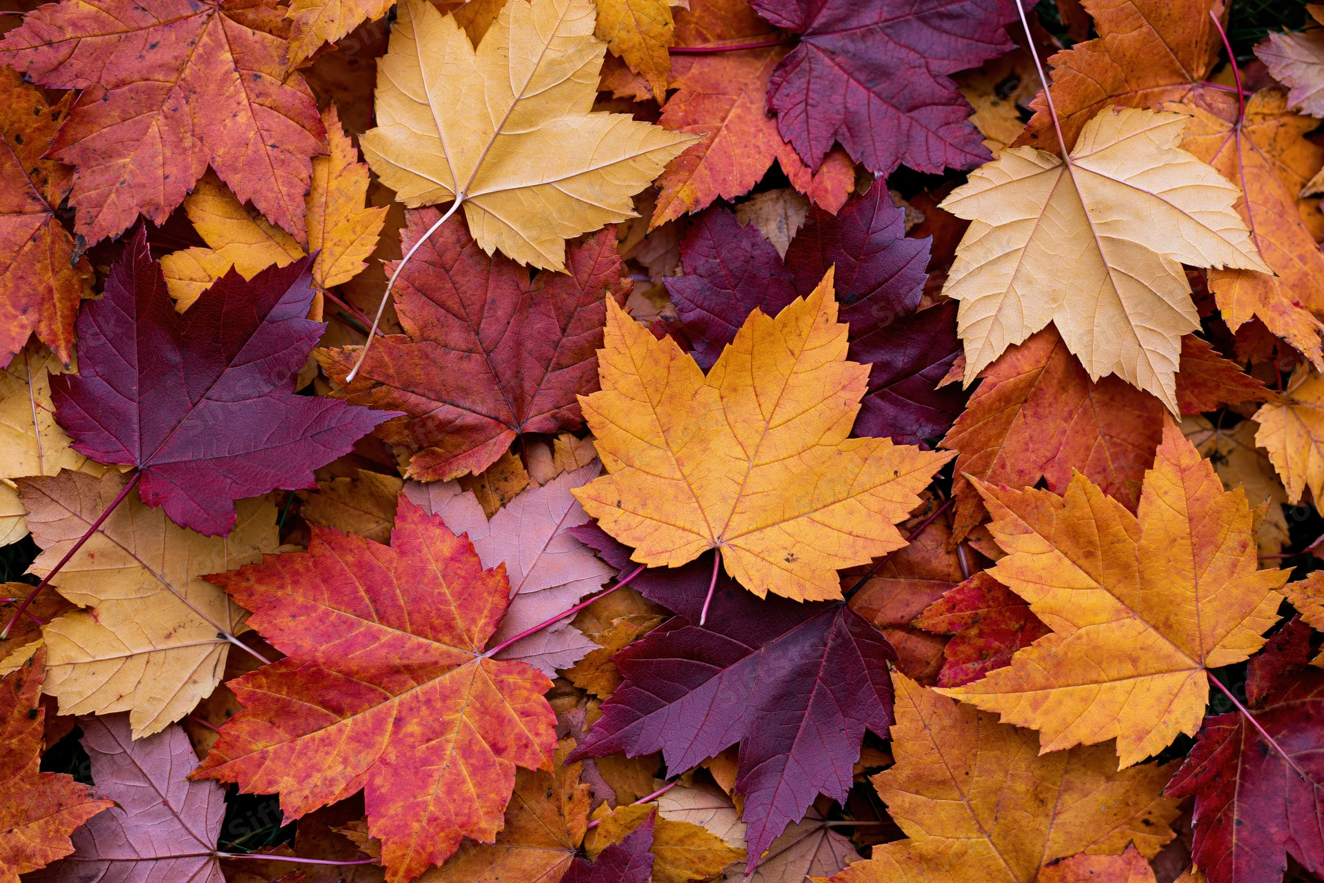 Fallen maple leaves densely overlapping on the ground in autumn