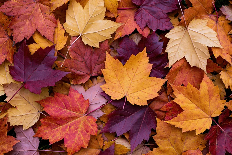 Fallen maple leaves densely overlapping on the ground in autumn