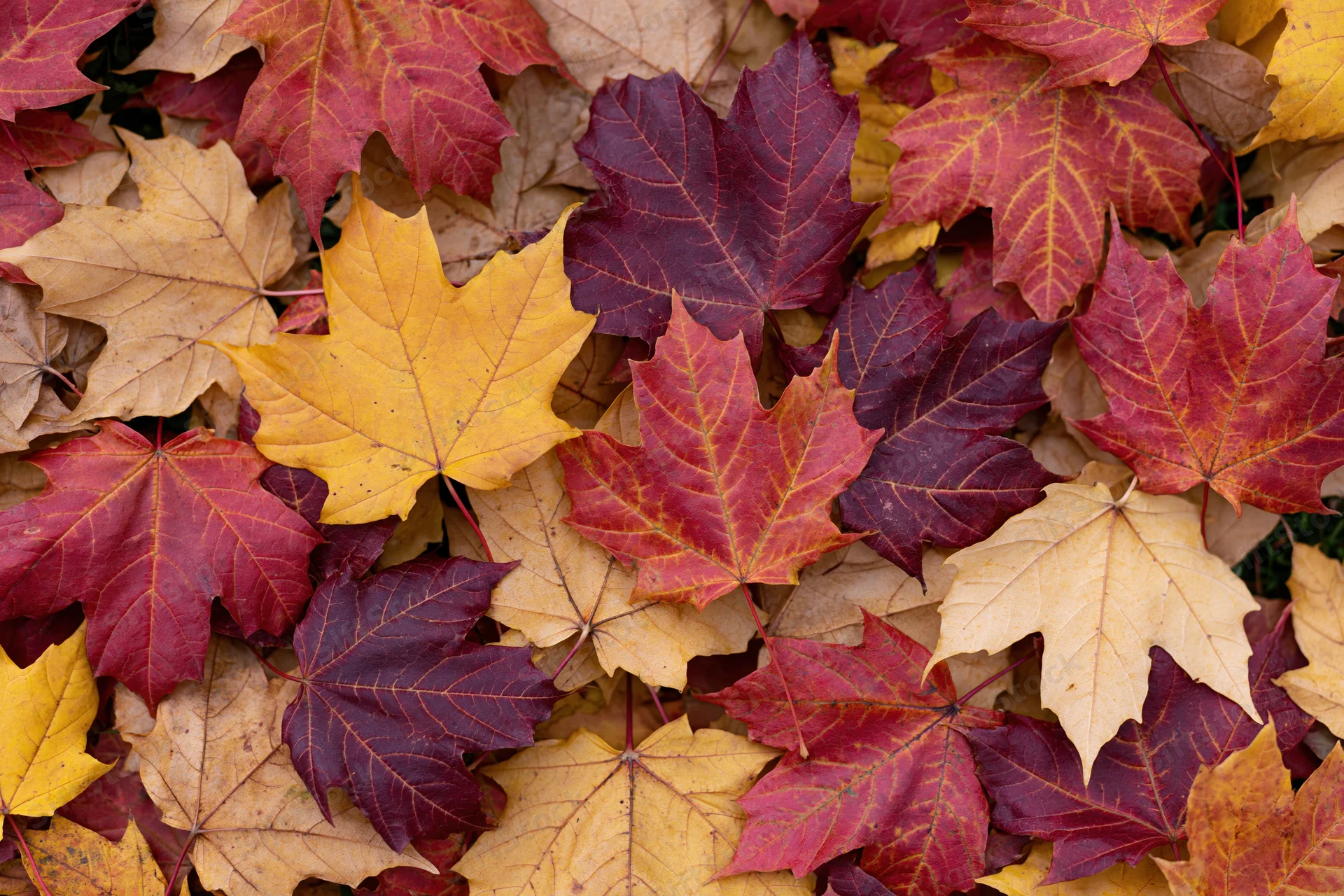 Fallen maple leaves densely covering the ground in overlapping layers
