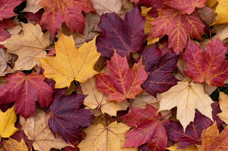 Fallen maple leaves densely covering the ground in overlapping layers