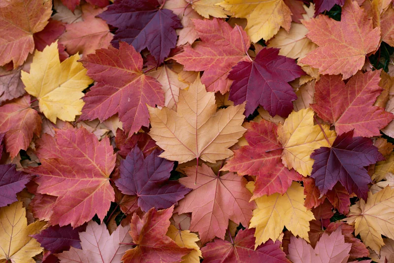 Fallen maple leaves densely covering the ground in autumn colors