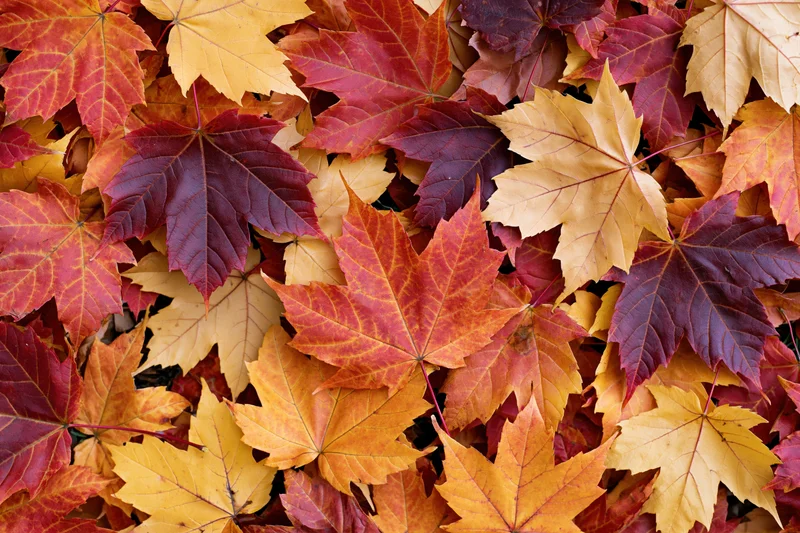 Dense layer of fallen maple leaves in autumn colors covering the ground