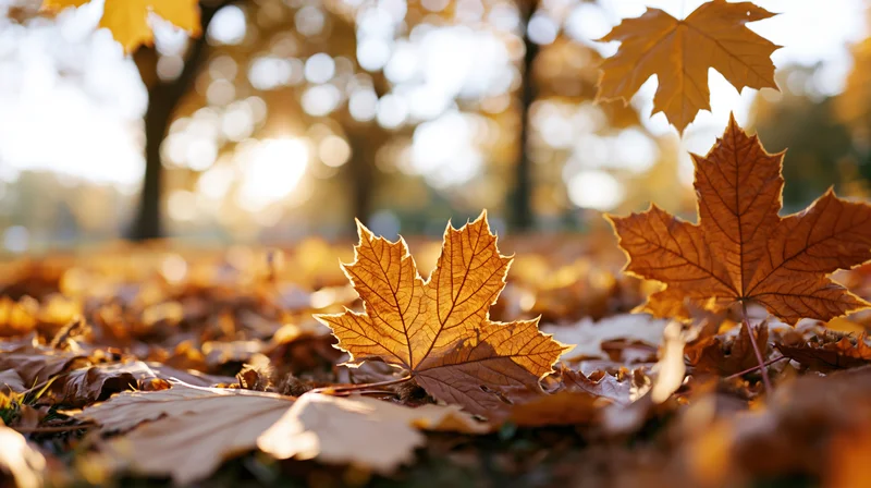 Golden maple leaves scattered on forest ground in autumn sunlight