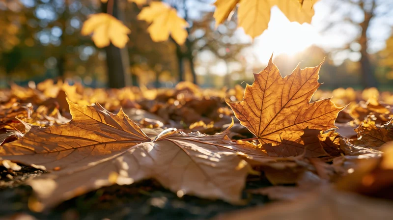Golden maple leaves scattered on forest ground in autumn sunlight