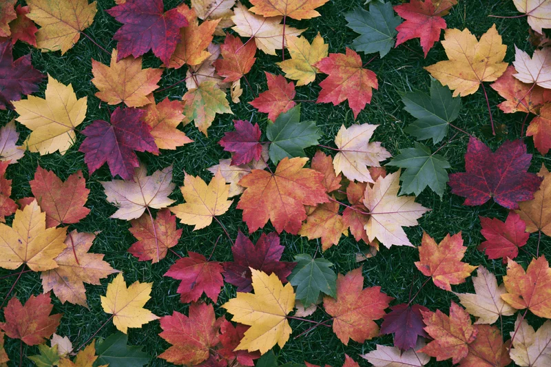 Fallen maple leaves scattered densely across short green grass