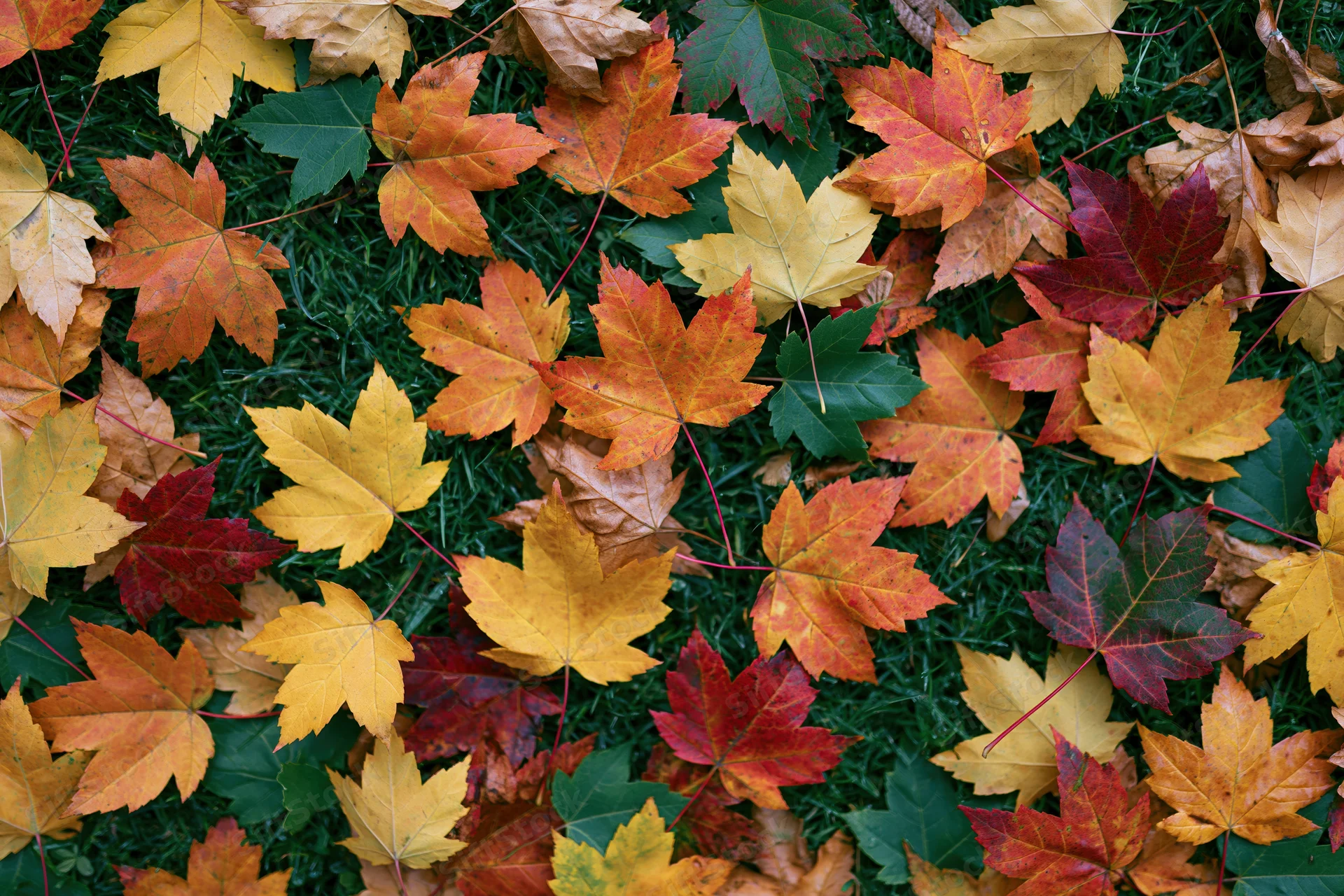 Fallen maple leaves scattered densely across short green grass