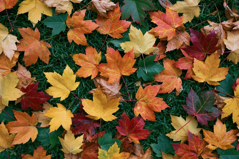 Fallen maple leaves scattered densely across short green grass